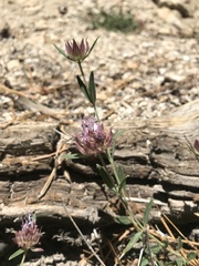 Monardella australis