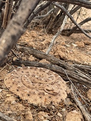 Crotalus cerastes cercobombus
