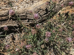 Monardella australis