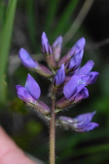 Oxytropis neglecta