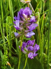 Astragalus peterae
