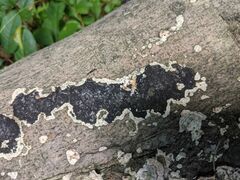 Biscogniauxia atropunctata