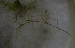 Najas gracillima