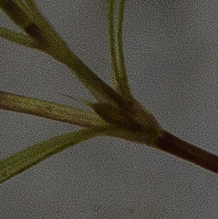 Najas gracillima