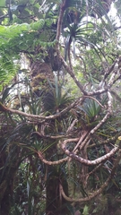 Pandanus montanus