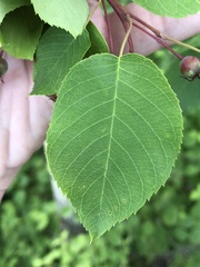 Amelanchier laevis