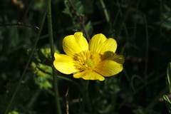 Ranunculus breyninus