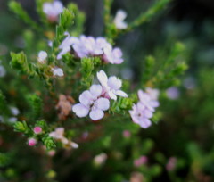 Euchaetis albertiniana