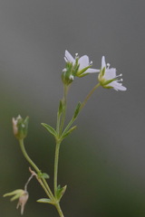 Arenaria ciliata