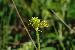 Ranunculus breyninus