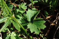 Ranunculus breyninus