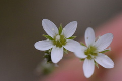 Arenaria ciliata