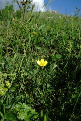Ranunculus breyninus