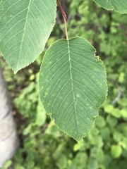Amelanchier laevis
