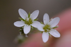 Arenaria ciliata