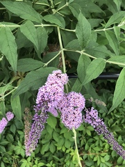 Buddleja davidii