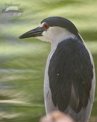 Nycticorax nycticorax