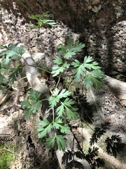 Physospermum cornubiense