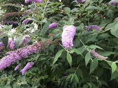 Buddleja davidii