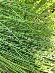 Eleocharis tenuis
