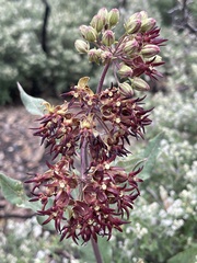 Asclepias hypoleuca