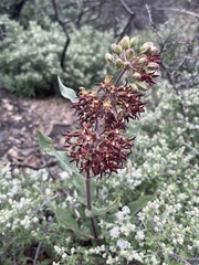 Asclepias hypoleuca