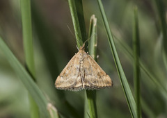 Pyrausta despicata