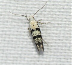 Argyresthia austerella