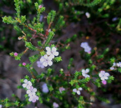Euchaetis albertiniana