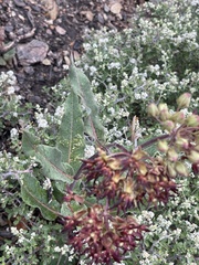 Asclepias hypoleuca