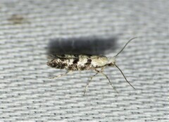 Argyresthia austerella