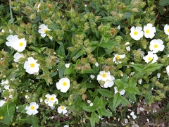 Cistus psilosepalus