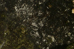 Biscogniauxia atropunctata