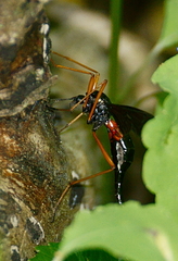 Tanyptera dorsalis