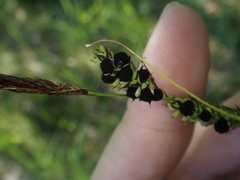 Anthracoidea buxbaumii