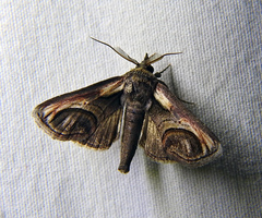 Paectes oculatrix
