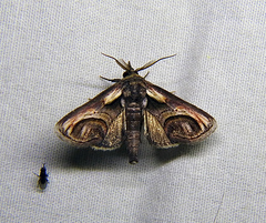 Paectes oculatrix