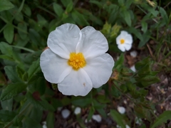 Cistus psilosepalus