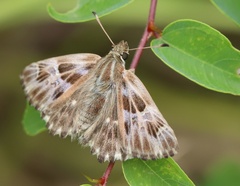Muschampia orientalis