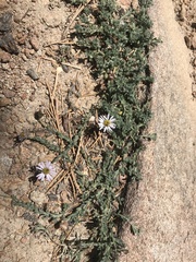Erigeron breweri jacinteus