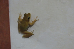 Polypedates maculatus