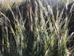 Danthonia unispicata