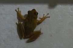 Polypedates maculatus