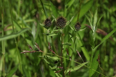 Centaurea phrygia pseudophrygia