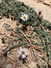 Erigeron breweri jacinteus