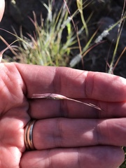 Danthonia unispicata