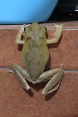 Polypedates maculatus