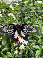 Papilio rumanzovia