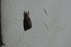 Lepidoptera