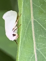 Ponometia erastrioides